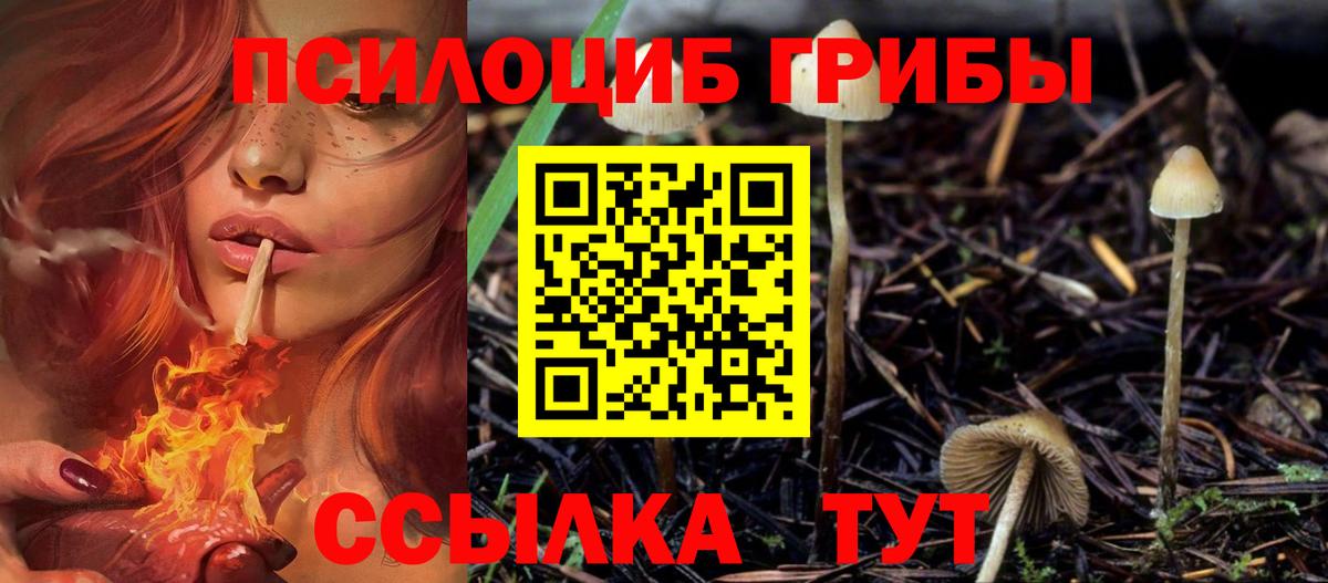 Баксан  Галлюциногенные грибы Psilocybe  Вход с VPN 