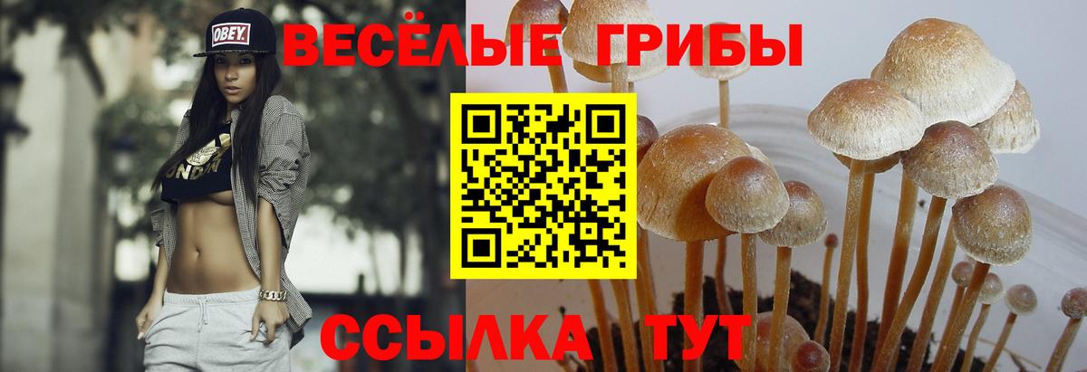 Галлюциногенные грибы Psilocybe Баксан